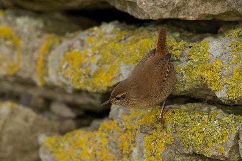 Eurasian Wren (Troglodytes troglodytes), Smaland, Sweden