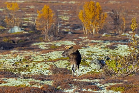 Moose, elk (Alces alces), adult bull, male foraging on the tundra in autumn, fall, Sweden,