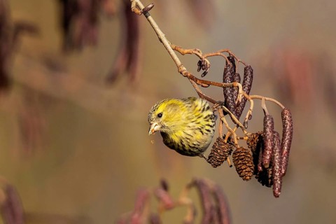 Eurasian Siskin (Spinus spinus) female perched on a branch, Baden-Wuerttemberg, Germany