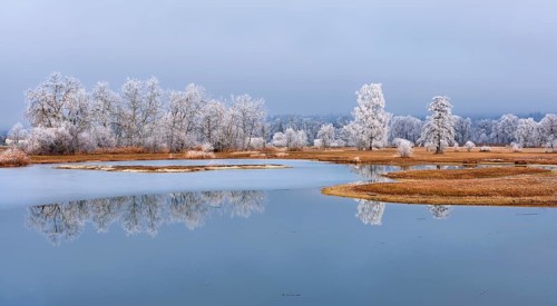 Frozen pond and trees in hoarfrost, nature reserve, Schoren, Mühlau, Freiamt, Aargau Canton,