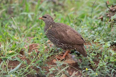 Natal Francolin (Pternistis natalensis), adult, on the ground, foraging, alert, Pilanesberg