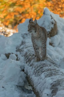 One young male Eurasian lynx, (Lynx lynx), balancing over a snow covered fallen tree in a forest in