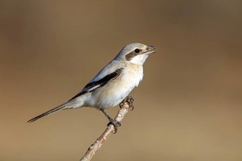 Animals, birds, shrike, great grey shrike, great grey shrike, (Lanius meridionalis), animals,