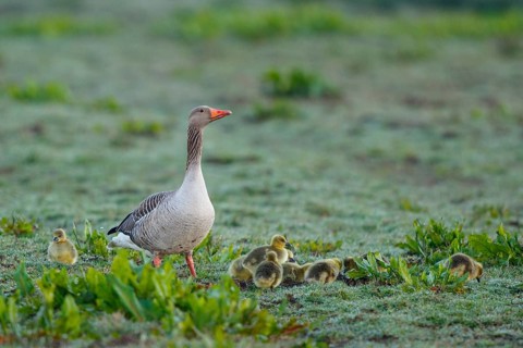 Greylag Goose (Anser anser) with chicks, Netherlands