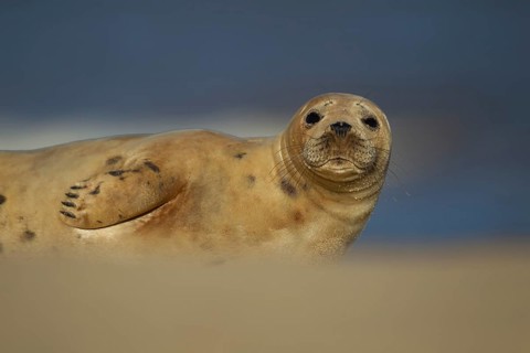 Atlantic grey seal (Halichoerus grypus) adult animal resting on the sand of a beach, England,