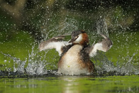 Great Crested Grebe (Podiceps cristatus), North Rhine-Westphalia, Germany