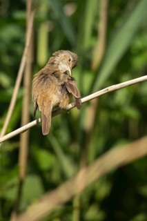 Acrocephalus scirpaceus, reed warbler, birds, plumage care, high size, portrait format, passeri,
