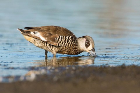 Pink-eared Duck (Malacorhynchus membranaceus) foraging, Victoria, Australia