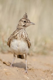 Crested Lark (Galerida cristata), Croatia