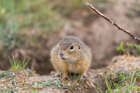 One European ground squirrel (Spermophilus citellus) or European souslik sitting in front of its