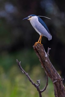 Black-crowned black crowned night heron (Nycticorax nycticorax), Bihoreau gris, HÈron bihoreau,