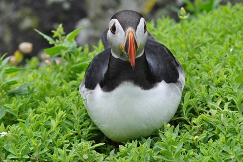 Puffin (Fratercula arctica)