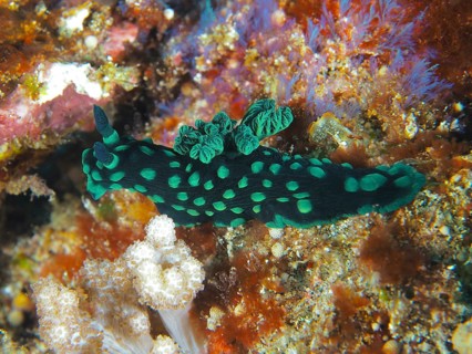 Dark green neon star snail (Nembrotha cristata) with green dots in the coral reef, surrounded by