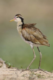 Wattled Jacana (Jacana jacana) juvenile, Pantanal, Brazil