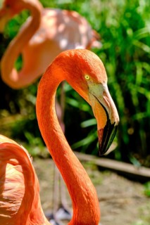 Cuban Flamingo (Phoenicopterus)