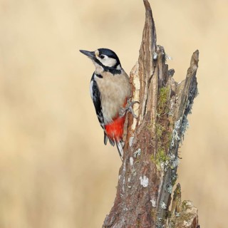 Great spotted woodpecker (Dendrocopos major), female, foraging on a tree stump overgrown with moss