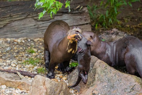 An adult giant otter or giant river otter (Pteronura brasiliensis) runs over rocks on the riverbank