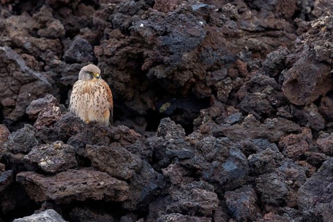 Kestrel, (Falco tinnunculus), perches on rocks, Canary Islands, animals, birds, falcons, foraging,