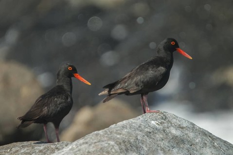 African Oystercatcher (Haematopus moquini), Western Cape, South Africa
