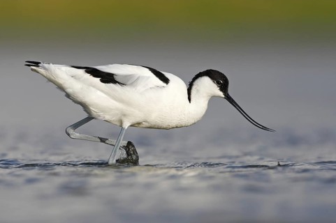 Pied Avocet (Recurvirostra avosetta), Texel, Netherlands
