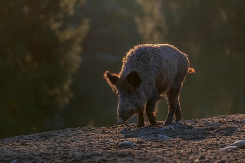 One wild boar or wild pig (Sus scrofa) walking over an opening. Strong backlit condition