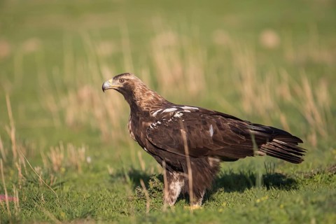 Iberian Eagle (Aquila adalberti), Spanish imperial eagle, Extremadura, Castilla La Mancha, Spain