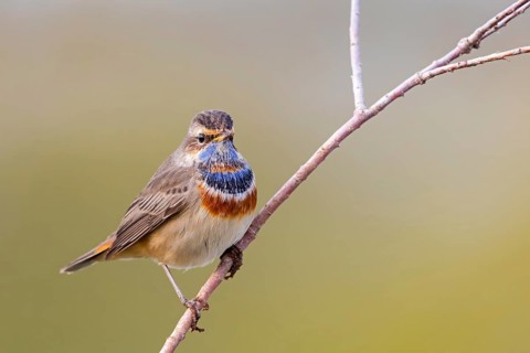 Bluethroat, (Luscinia svecica), (Luscinia svecicus), animals, birds, male, songbird, songbirds,