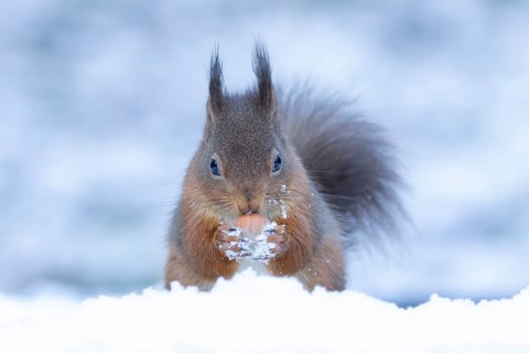 Red squirrel (Sciurus vulgaris) adult animal feeding on a hazel nut in snow in winter, England,