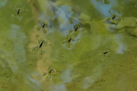 Several water striders (cursor aquaticus) glide over a green, calm water surface and create