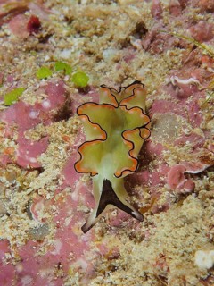 Artfully patterned sea snail, sapsucker, velvet snail (Elysia) on pink-coloured bottom, perfectly