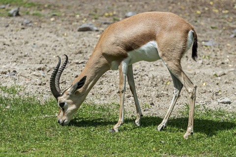 Dorcas gazelle (Gazella dorcas), ariel gazelle (Capra dorcas) grazing grass, native to semidesert