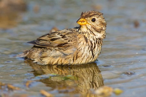 Corn Bunting, Miliaria calandra, Emberiza calandra, Bruant proyer, Triguero, Worms district,