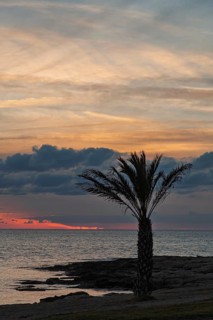 Palm tree on beach in front of sunset, Cyprus