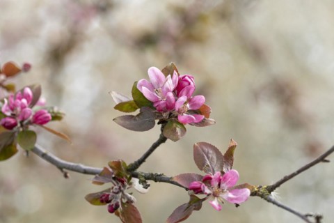 Ornamental apple (Malus 'Neville Copeman'), Anchers Havecenter, Ditfurt, Saxony-Anhalt, Germany