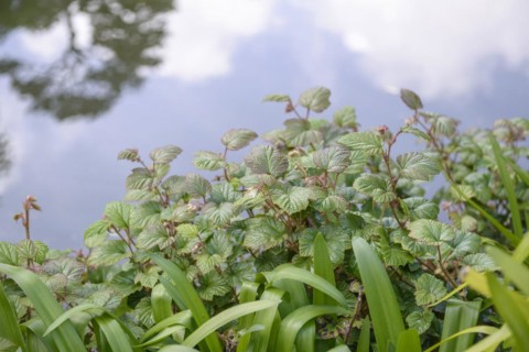 Chinese blackberry (Rubus tricolor), Trebah Garden, Falmouth, England, Great Britain