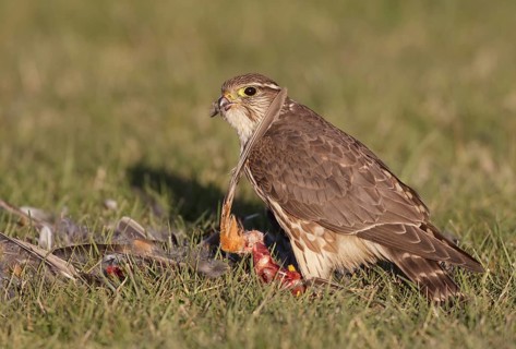 Merlin (Falco columbarius) female plucks American Robin, Washington, USA