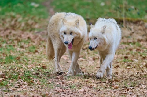 Two white wolves walk curiously through a meadow covered with autumn leaves, Arctic wolf (Canis