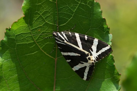 Callimorpha quadripunctaria, Euplagia quadripunctaria, jersey tiger, Panaxia quadripunctaria,