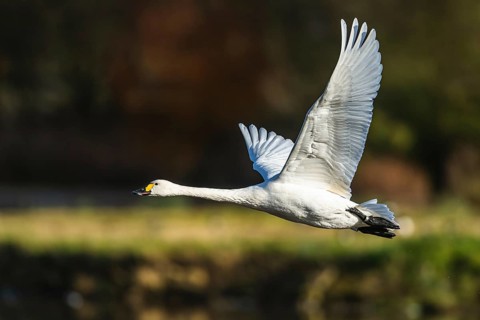Tundra Swan, Bewick's Swan, Cygnus columbianus in flight at winter in Slimbridge, England, United