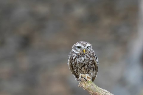 One little owl (Athene noctua) sitting on a branch inside the ruins of an ancient castle