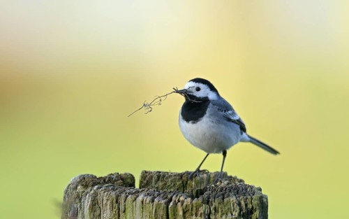 Bachstelze (Motacilla alba alba), White wagtail, mit Nistmaterial im Schnabel, April, NSG Dingdener