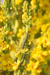 Mullein moth caterpillar on great mullein plant, Verbascum thapsus, Shingle Street, Suffolk,