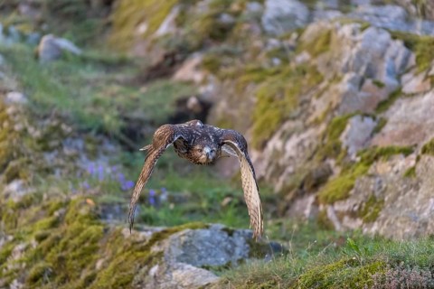 One red-tailed hawk (Buteo jamaicensis) flying over a rocky ground