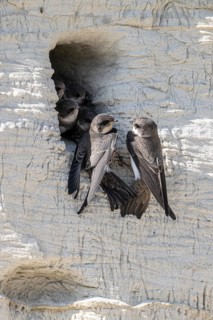 Sand martins (Riparia riparia), Emsland, Lower Saxony, Germany