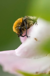 Bee beetle, leaf horn beetle, belted brush beetle, smooth-brained brush beetle, brush beetle,