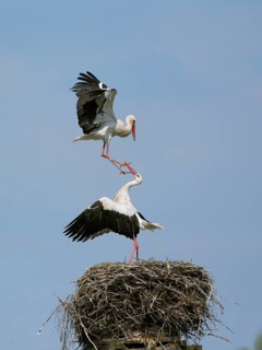 Weissstorch, lat. Ciconia ciconia, Angriff eines Rivalen auf den Horstinhaber, Storchendorf