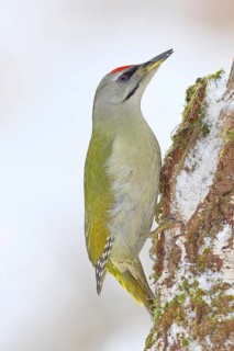 Grey-headed Woodpecker (Picus canus), a male sitting on the trunk of a grey birch (Betula