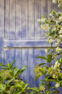 A vibrant blue wooden door is beautifully framed by lush green plants and white flowers, creating a