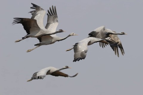 Demoiselle Crane (Grus virgo) flying, India