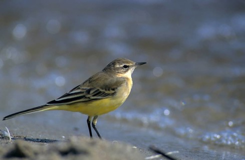 Motacilla flava, sheeptail, western yellow wagtail, yellow wagtail, birds, adolescent, juvenile,